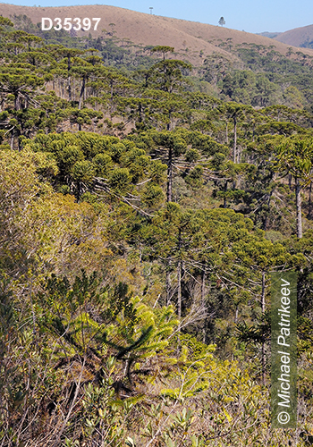 Campos do Jordao State Park, Sao Paulo, Brazil